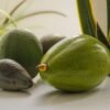 Avocado - wholesale supplier | AgroFoods Global