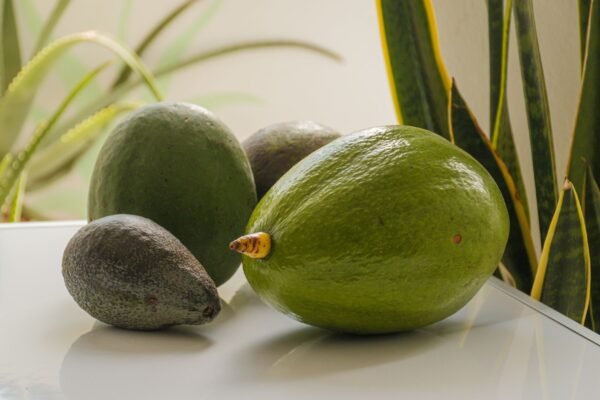 Avocado - wholesale supplier | AgroFoods Global
