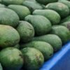 Avocado Juice 1 Ltr - wholesale supplier | AgroFoods Global
