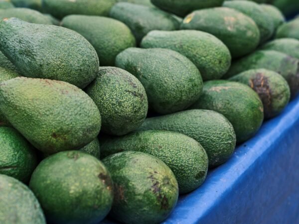 Avocados — Bulk & Wholesale Supply Ready-to-Eat Hass Avocados 2-Piece Pack UAE – Premium Hass Avocados Dubai - wholesale supplier | AgroFoods Global