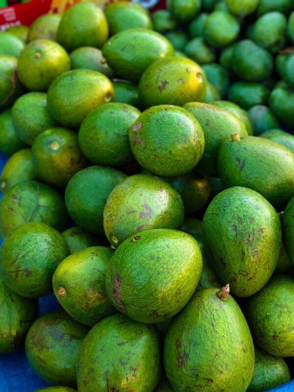 Avocados — Bulk & Wholesale Supply Hass Avocado UAE – Premium Fresh Avocados Wholesale & Retail Supply - wholesale supplier | AgroFoods Global