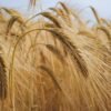 Qingke Dried Barley Rice High Quality - wholesale supplier | AgroFoods Global