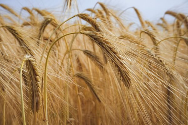 Qingke Dried Barley Rice High Quality - wholesale supplier | AgroFoods Global