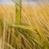 Premium Organic Dried Pearl Barley Malt - wholesale supplier | AgroFoods Global