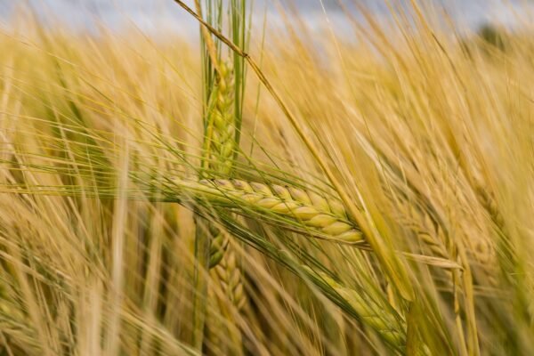 Premium Organic Dried Pearl Barley Malt - wholesale supplier | AgroFoods Global