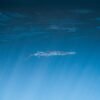 IQF Frozen Barracuda Fish - wholesale supplier | AgroFoods Global
