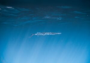 IQF Frozen Barracuda Fish - wholesale supplier | AgroFoods Global