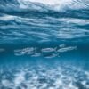 China Wholesale Price Fish Barracuda for Market - wholesale supplier | AgroFoods Global