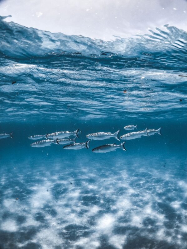 China Wholesale Price Fish Barracuda for Market - wholesale supplier | AgroFoods Global