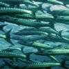 Competitive Price IQF Frozen Barracuda Fish - wholesale supplier | AgroFoods Global