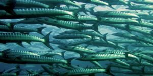 Competitive Price IQF Frozen Barracuda Fish - wholesale supplier | AgroFoods Global
