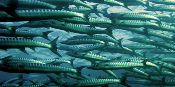 Competitive Price IQF Frozen Barracuda Fish - wholesale supplier | AgroFoods Global