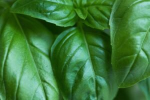 Mehran Basil, 30g – Wholesale & Export UAE - wholesale supplier | AgroFoods Global