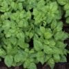 Basil Cress - wholesale supplier | AgroFoods Global