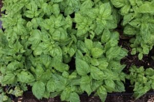 Basil Cress - wholesale supplier | AgroFoods Global