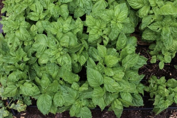 Basil Cress - wholesale supplier | AgroFoods Global