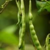 Mr. Organic Mixed Bean 400g – Wholesale & Export UAE - wholesale supplier | AgroFoods Global