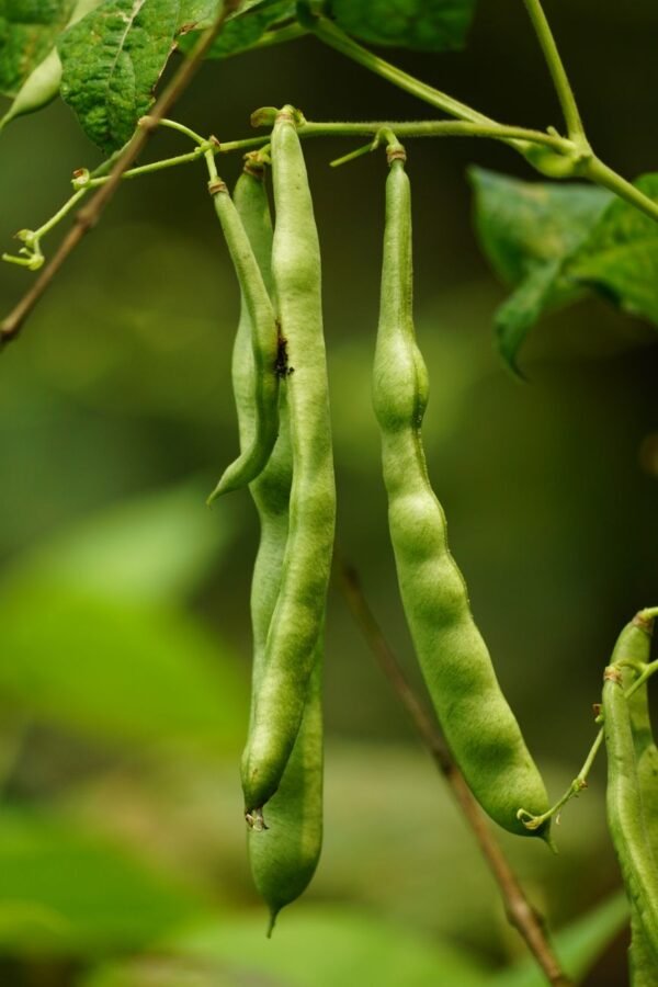 Mr. Organic Mixed Bean 400g – Wholesale & Export UAE - wholesale supplier | AgroFoods Global