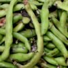Best Price Natural Organic Cocoa Bean - wholesale supplier | AgroFoods Global