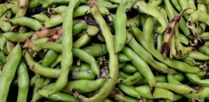 Best Price Natural Organic Cocoa Bean - wholesale supplier | AgroFoods Global