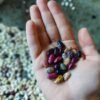 Round Fruit Flavor Chocolate Bean Candy - wholesale supplier | AgroFoods Global