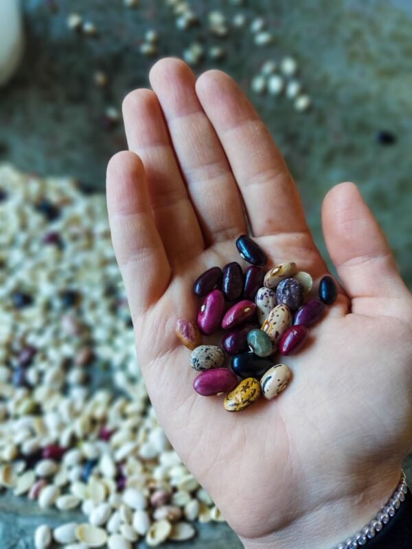 Round Fruit Flavor Chocolate Bean Candy - wholesale supplier | AgroFoods Global