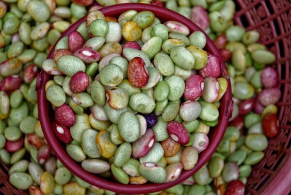 IQF Grade A Frozen Green Beans - wholesale supplier | AgroFoods Global