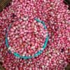 Mr. Organic Aduki Beans 400g – Wholesale & Export UAE - wholesale supplier | AgroFoods Global