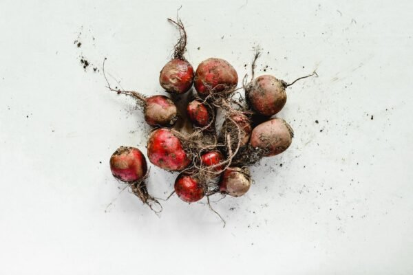 Baby Beetroot - wholesale supplier | AgroFoods Global