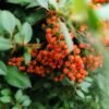 Don Simon Frutas Del Bosque Mixed Berries Juice, 1L – Wholesale & Export UAE - wholesale supplier | AgroFoods Global