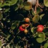 Berry — Bulk & Wholesale Supply Berry Lovers Box - wholesale supplier | AgroFoods Global