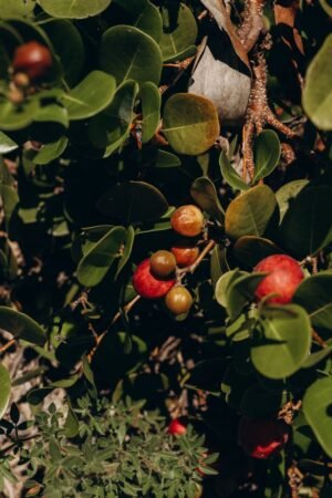 Berry Lovers Box - wholesale supplier | AgroFoods Global