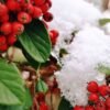 Berry — Bulk & Wholesale Supply Pol's Freeze Fresh Freeze Dried Berry Mix, 16g – Wholesale & Export UAE - wholesale supplier | AgroFoods Global