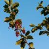 Berry — Bulk & Wholesale Supply Berry Bouquet - wholesale supplier | AgroFoods Global