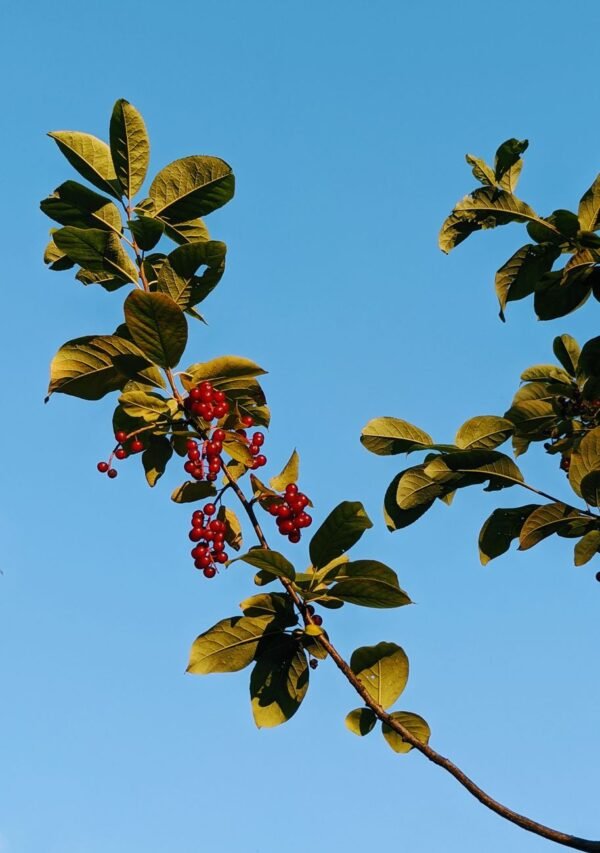 Berry — Bulk & Wholesale Supply Berry Bouquet - wholesale supplier | AgroFoods Global