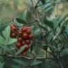 Wax Berry China - wholesale supplier | AgroFoods Global