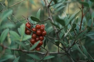 Wax Berry China - wholesale supplier | AgroFoods Global