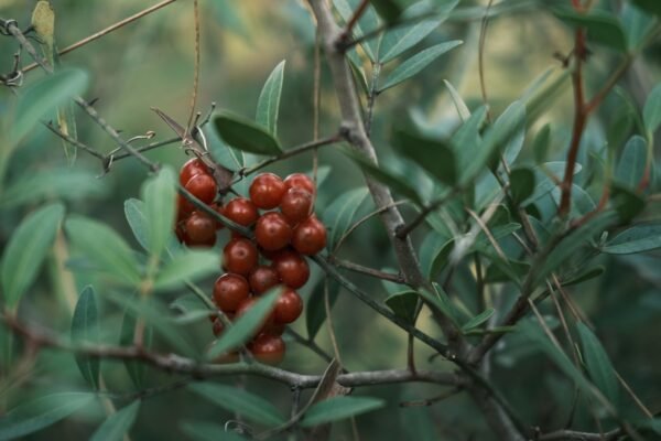 Wax Berry China - wholesale supplier | AgroFoods Global