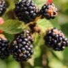 Organic Larder Blackberries, 300g – Wholesale & Export UAE - wholesale supplier | AgroFoods Global