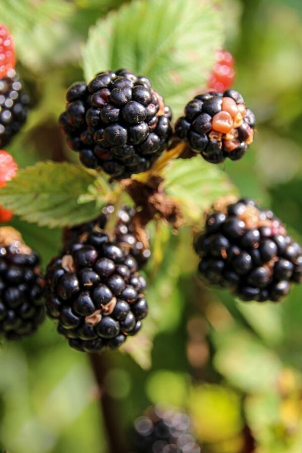 Organic Larder Blackberries, 300g – Wholesale & Export UAE - wholesale supplier | AgroFoods Global