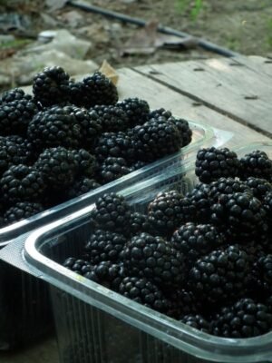 Blackberry Prepacked 125g UAE – Fresh Blackberries Dubai, Abu Dhabi - wholesale supplier | AgroFoods Global