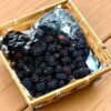 Premium IQF Frozen Blackberries Whole Berries - wholesale supplier | AgroFoods Global