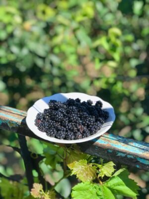 Bright Bites Pure Harvest Blackberries UAE – Fresh UAE-Grown Berries Wholesale - wholesale supplier | AgroFoods Global