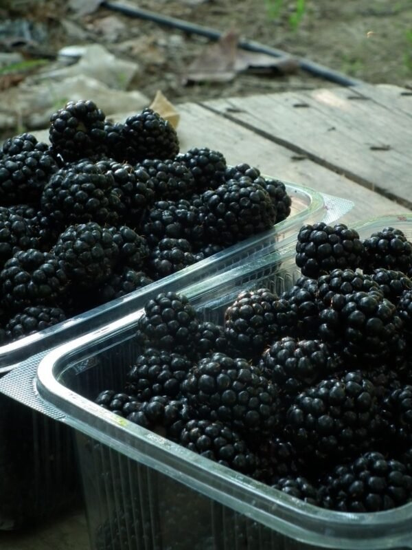 IQF Frozen Blackberry Shandong Bulk Packaging - wholesale supplier | AgroFoods Global