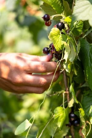 Blackcurrant — Bulk & Wholesale Supply Bazooka Big Baby Pop Strawberry and Blackcurrant Hard Candy, 32g – Wholesale & Export UAE - wholesale supplier | AgroFoods Global