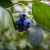 Organic Traditions Blueberry Powder 100g – Wholesale & Export UAE - wholesale supplier | AgroFoods Global