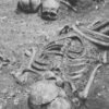 Bones — Bulk & Wholesale Supply Bones — Bulk & Wholesale Supply