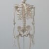Bones — Bulk & Wholesale Supply Saha Fresh Chicken Bones 1000g UAE – Bone Broth Dubai Online (60 chars) - wholesale supplier | AgroFoods Global