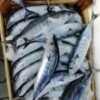 High Quality Frozen Whole Bonito Tuna - wholesale supplier | AgroFoods Global