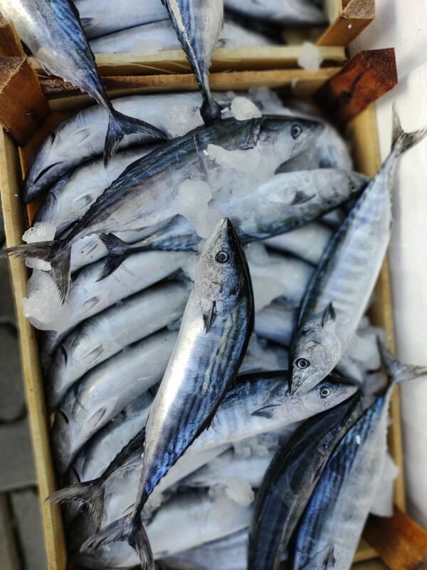 High Quality Frozen Whole Bonito Tuna - wholesale supplier | AgroFoods Global